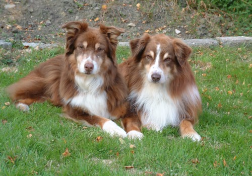 Caring for an Australian Dog's Coat: A Guide for Pet Owners