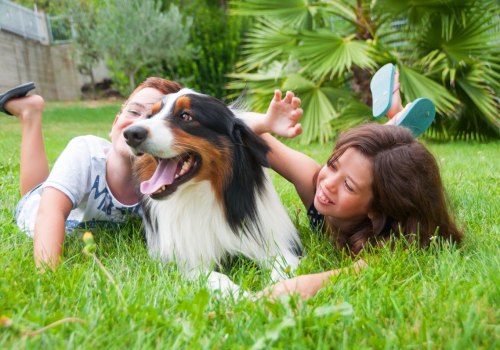 Why Australian Shepherds Make the Perfect Family Pet