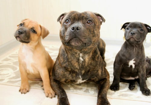 The Most Popular Breeds of Australian Dogs: A Guide for Dog Lovers