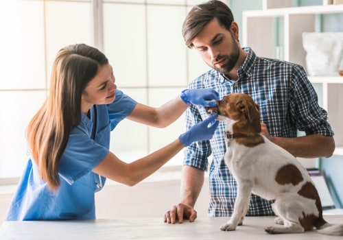 How Often Should an Adult Dog Visit the Vet for Checkups and Vaccinations?