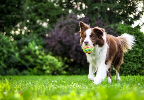 What Climate is Best for an Australian Dog to Live Comfortably?