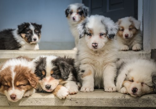 How Much Does an Australian Retriever Cost? A Comprehensive Guide