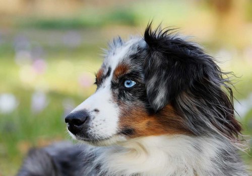 What Dog Sports are Best Suited for Australian Breeds?
