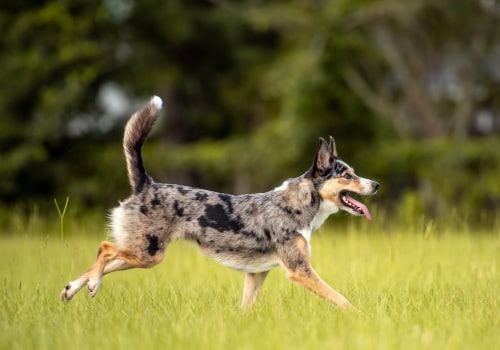 What Are the Best Breeds of Australian Dogs for Different Activities and Lifestyles?