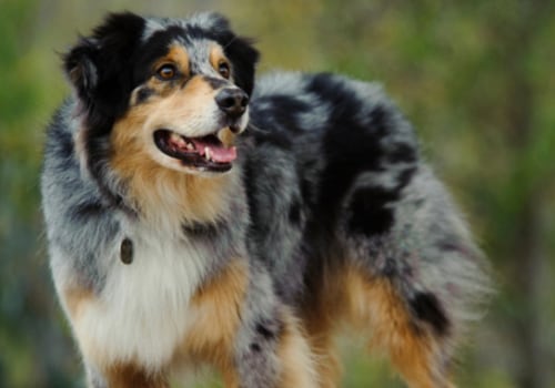 Do Australian Shepherds Need a Lot of Attention from Their Owners?