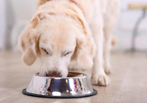 How Much Food Should an Average-Sized Adult Australian Dog Eat Per Day?