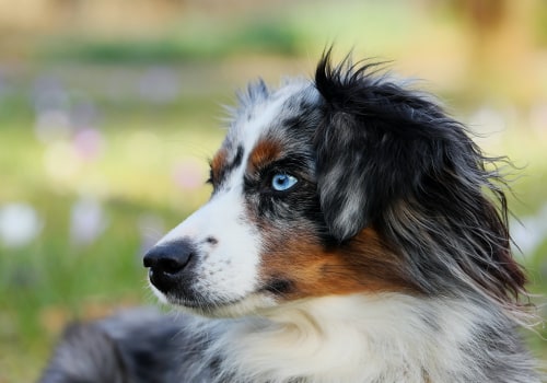 Do Australian Shepherds Shed a Lot?