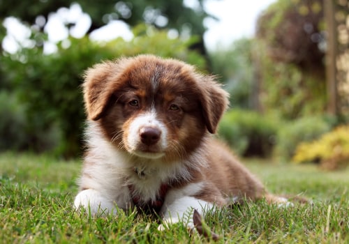 Testing for Australian Shepherds: A Comprehensive Guide
