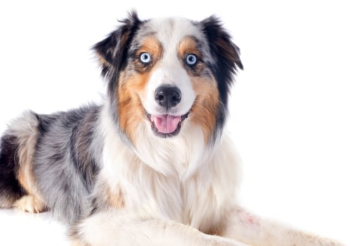 What Can Owners Expect from a Properly Trained and Socialized Adult Australian Dog?