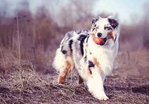 Socializing Australian Shepherds: The Benefits of Early Training and Socialization