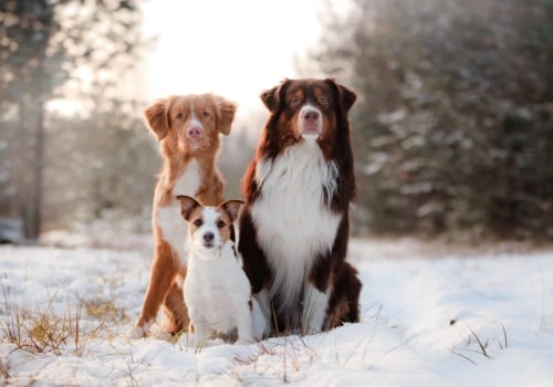 How Much Does an Adorable Australian Retriever Cost?