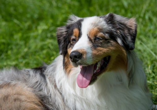 Are Australian Shepherds Prone to Certain Health Issues?