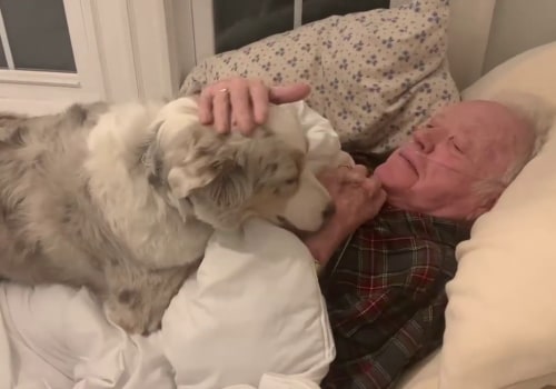 Do Australian Shepherds Love to Cuddle?