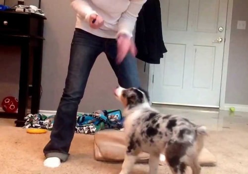 Is 12 old for an australian shepherd?