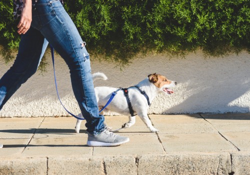 The Importance Of Exercise And Mental Stimulation For Australian Dogs
