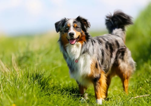 Do Australian Shepherds Bark Excessively?