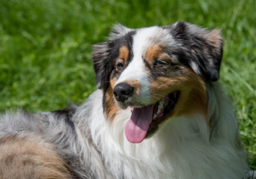 Common Health Problems in Australian Shepherds