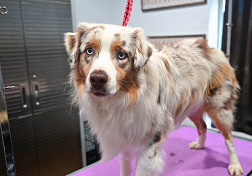 Grooming Your Australian Shepherd: A Comprehensive Guide