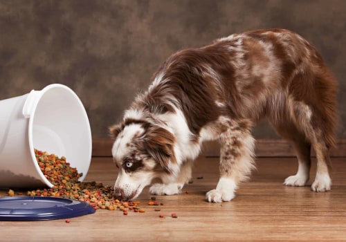 The Best Diet for Australian Shepherds: 20 Dog Foods for Optimal Health and Long Life