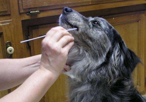 Health Tests for Australian Shepherds: What You Need to Know