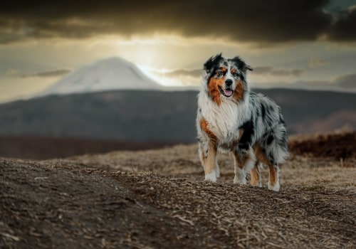 Are Australian Shepherds Good Family Pets?