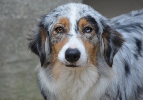 The Joys of Owning an Australian Shepherd: A Rewarding Experience
