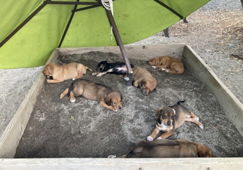 What Health Tests Should be Done Before Adopting an Australian Dog?