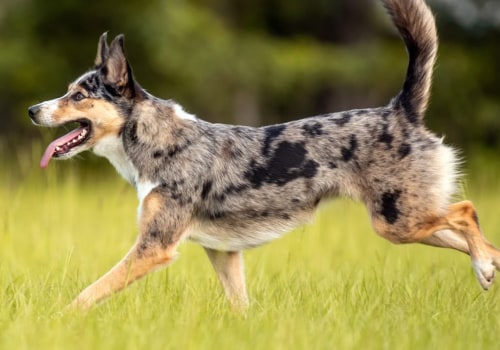 Australia's Canine Companions: A Close Look At Local Breeds