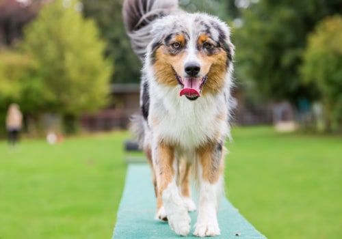 Are Australian Dogs Easy to Train? - A Guide for Dog Owners