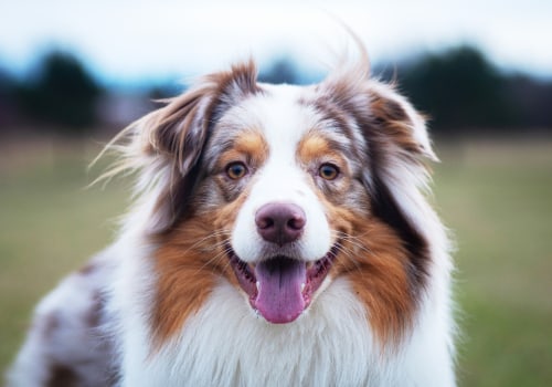 The Intelligent and Loyal Australian Shepherd: A Comprehensive Guide